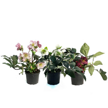 Load image into Gallery viewer, Helleborus, 6in