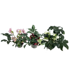 Load image into Gallery viewer, Helleborus, 6in