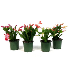 Load image into Gallery viewer, Zygo Cactus, 4in, Schlumbergera Truncata