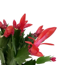Load image into Gallery viewer, Zygo Cactus, 4in, Schlumbergera Truncata