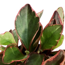 Load image into Gallery viewer, Peperomia, 4in, Ginny