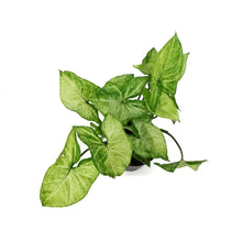 Load image into Gallery viewer, Syngonium, 4in, White Butterfly