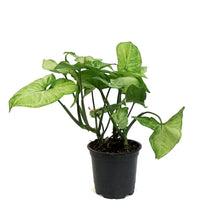 Load image into Gallery viewer, Syngonium, 4in, White Butterfly