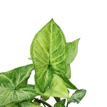 Load image into Gallery viewer, Syngonium, 4in, White Butterfly