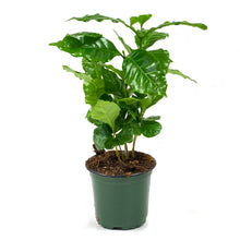 Load image into Gallery viewer, Coffee Plant, 4in