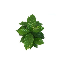 Load image into Gallery viewer, Coffee Plant, 4in
