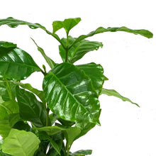 Load image into Gallery viewer, Coffee Plant, 4in