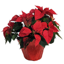 Load image into Gallery viewer, Poinsettia, 8in, Red