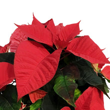 Load image into Gallery viewer, Poinsettia, 8in, Red