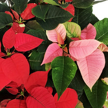 Load image into Gallery viewer, Poinsettia, 10in, Tricolor