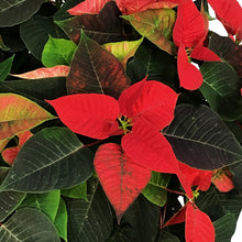 Load image into Gallery viewer, Poinsettia, 10in, Red