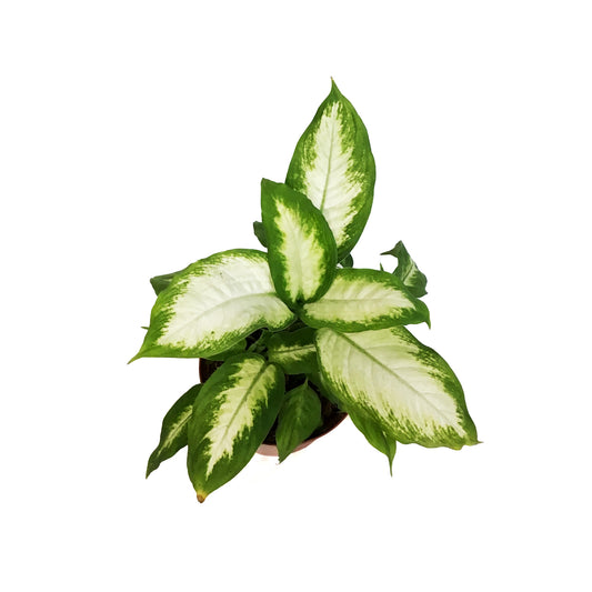 Dieffenbachia, 6in, Camille