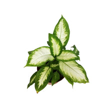 Load image into Gallery viewer, Dieffenbachia, 6in, Camille