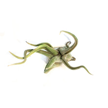 Load image into Gallery viewer, Tillandsia Caput medusae, Medium, 6-7"