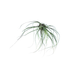 Load image into Gallery viewer, Tillandsia Juncifolia,5.5" ht