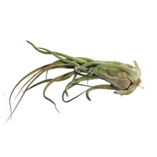 Load image into Gallery viewer, Tillandsia Seleriana, 5"ht.