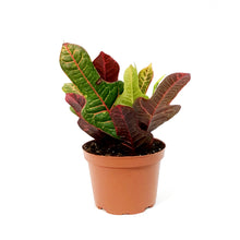 Load image into Gallery viewer, Croton, 6in, Excellent