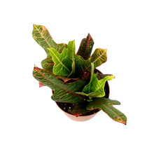 Load image into Gallery viewer, Croton, 6in, Excellent