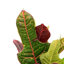 Load image into Gallery viewer, Croton, 6in, Excellent