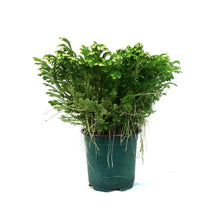 Load image into Gallery viewer, Fern, 4in, Frosty