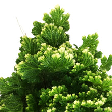 Load image into Gallery viewer, Fern, 4in, Frosty
