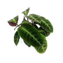 Load image into Gallery viewer, Calathea, 6in, Warscewiczii
