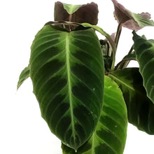 Load image into Gallery viewer, Calathea, 6in, Warscewiczii