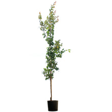 Load image into Gallery viewer, Apricot, 7 gal, Westcot