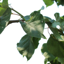 Load image into Gallery viewer, Apricot, 7 gal, Westcot