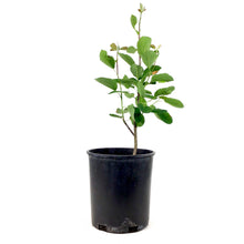 Load image into Gallery viewer, Saskatoon Berry, 1 gal, Smoky