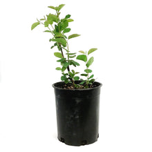 Load image into Gallery viewer, Saskatoon Berry, 1 gal, Northline