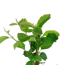 Load image into Gallery viewer, Saskatoon Berry, 1 gal, Northline