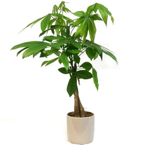 Load image into Gallery viewer, Pachira, 5in, Money Tree Braid in Ceramic Pot