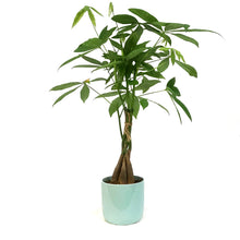 Load image into Gallery viewer, Pachira, 5in, Money Tree Braid in Ceramic Pot