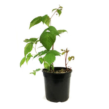 Load image into Gallery viewer, Raspberry, 1 gal, Red River