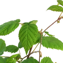 Load image into Gallery viewer, Raspberry, 1 gal, Red River