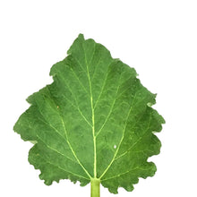 Load image into Gallery viewer, Rhubarb, 1 gal, German Wine