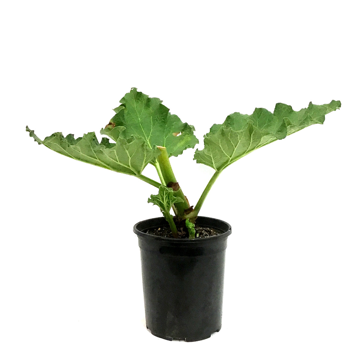 Rhubarb German Wine (Rheum) – Select Seedling Nursery