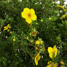 Load image into Gallery viewer, Potentilla, 2 gal, Goldfinger