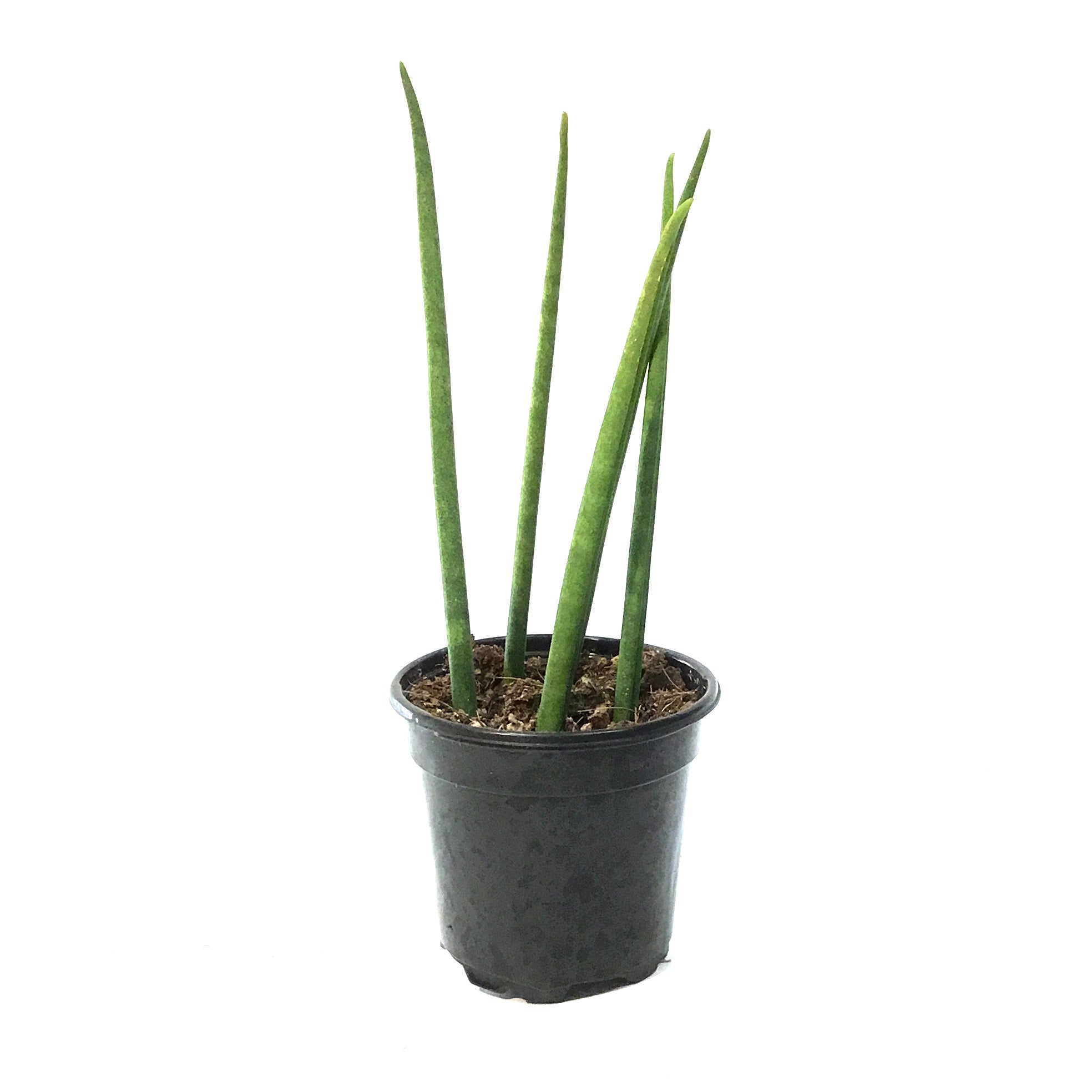 sansevieria fernwood pups Sansevieria, 4in, Fernwood/Mikado