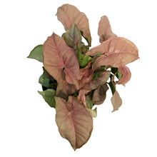Load image into Gallery viewer, Syngonium, 6in, Neon Robusta