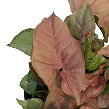Load image into Gallery viewer, Syngonium, 6in, Neon Robusta