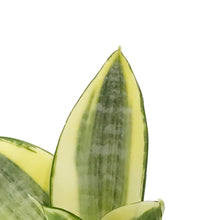 Load image into Gallery viewer, Sansevieria, 4in, Golden Hahnii