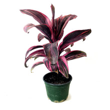 Load image into Gallery viewer, Cordyline, 6in, Electra