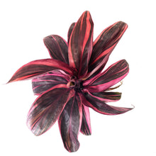 Load image into Gallery viewer, Cordyline, 6in, Electra