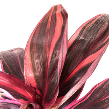 Load image into Gallery viewer, Cordyline, 6in, Electra