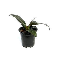 Load image into Gallery viewer, Philodendron, 4in, Imperial Red