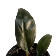 Load image into Gallery viewer, Philodendron, 4in, Imperial Red