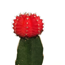 Load image into Gallery viewer, Cactus, 2.5in, Grafted, Assorted Colours
