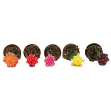 Load image into Gallery viewer, Cactus, 2.5in, Grafted, Assorted Colours